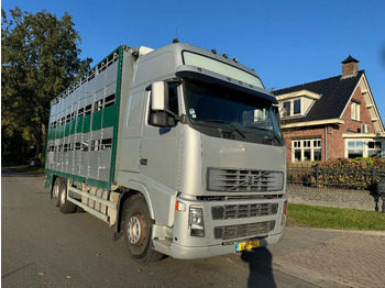 Camion bétaillère VOLVO FH12 500